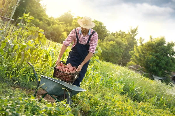 Satisfied farmer loading potatoes in wheelbarrow — Stock Photo, Image