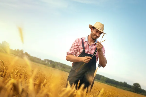 Rolnik sprawdzający jakość pszenicy — Zdjęcie stockowe