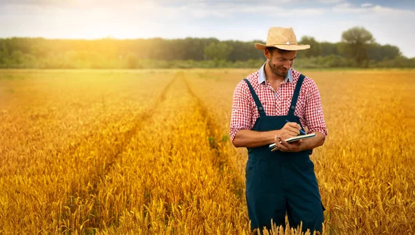 Фермер в области контроля качества пшеницы — стоковое фото