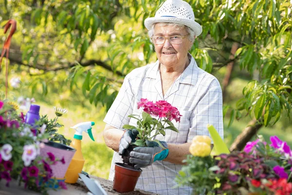 Güneşli bir günde mutlu büyükanne bahçıvanlığı 