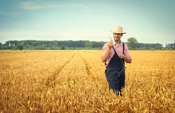 Farmář zkoumá pšeničnou rostlinu na poli — Stock fotografie
