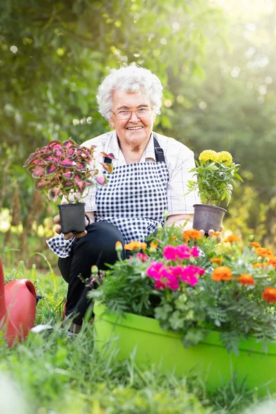 Jardinero senior mujer en flores —  Fotos de Stock