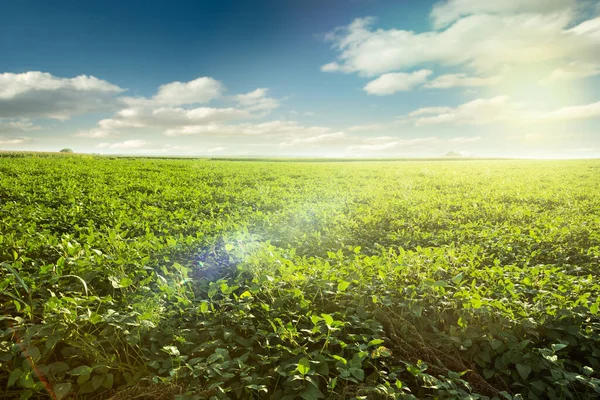 绿色成熟的大豆田 农业景观 — 图库照片