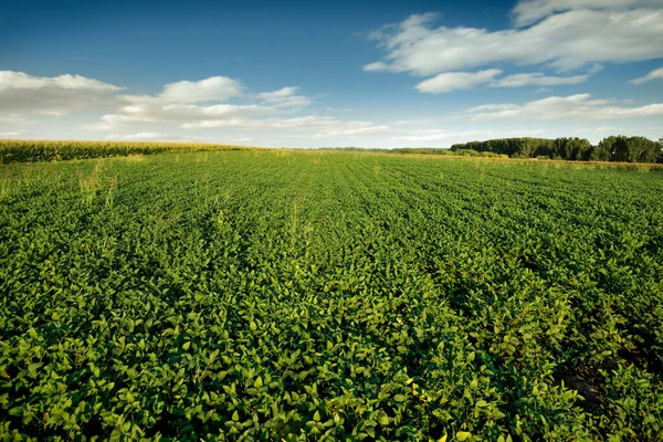 Zielone Pole Sojowe Dojrzewające Krajobraz Rolniczy — Zdjęcie stockowe