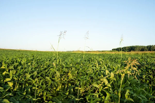 Colture Agricole Campo Soia Serbia Vojvodina — Foto Stock