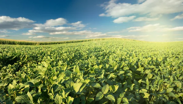 Piantagione Soia Agricola Nella Giornata Sole Pianta Soia Verde — Foto Stock