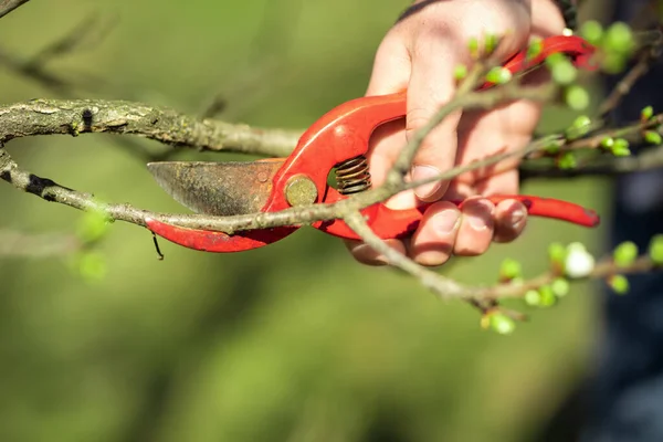 Pruning an fruit tree - Cutting Branches at spring
