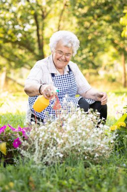 Bahçede çiçeklerle ilgilenen yaşlı bir kadın. Bahçıvan çiçekleri ilaçlıyor. Yaz etkinlikleri.