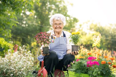 Bahçede çiçeklerini tutan yaşlı kadın. Kıdemli bahçıvan çiçeklerle ilgileniyor. Bahçe konsepti