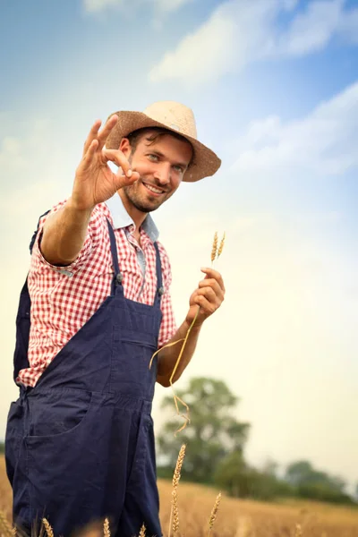 Farmář Slaměným Kloboukem Stojící Pšeničné Pole Ukazuje Zpěv Perfektní — Stock fotografie