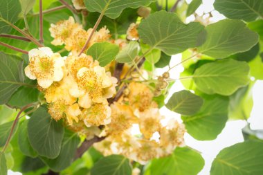 Yeşil sarmaşıklı kivi, genellikle çeşitli yaprak hardy kivi olarak bilinir, yaprak döken bir ağaç üzümü türüdür..