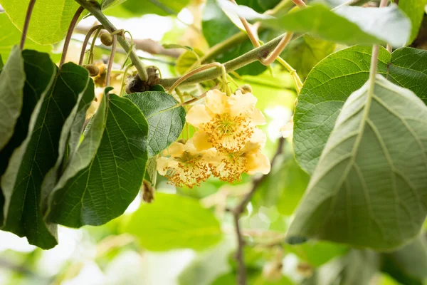 猕猴桃花和植物 猕猴桃 作为农业背景 — 图库照片