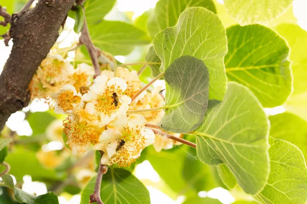 Tarde Con Flores Abejas Kiwi —  Fotos de Stock