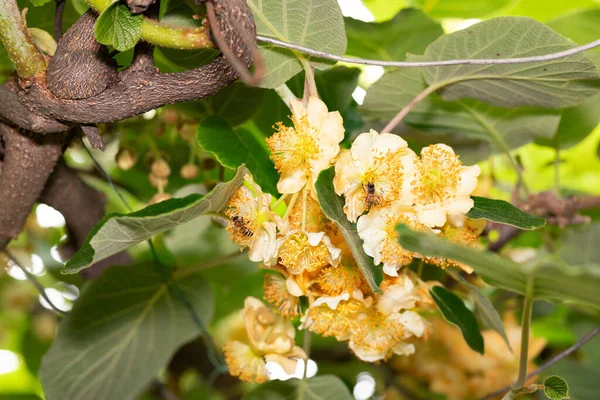 带有花和蜜蜂的猕猴桃植物 季节授粉 — 图库照片