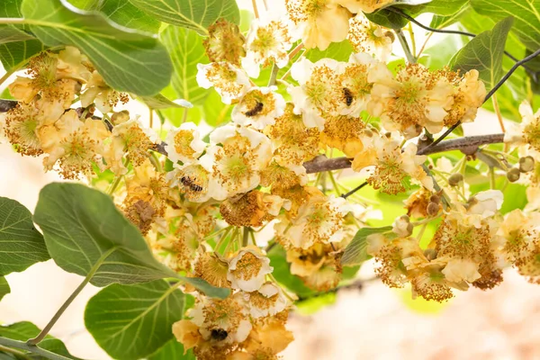 Flores Fruta Kiwi Hembra Con Muchas Abejas Jardín —  Fotos de Stock