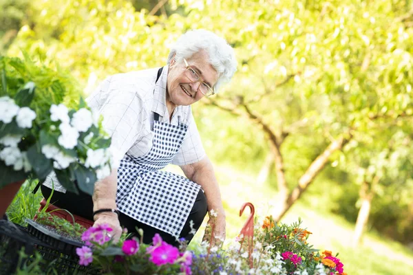 Gardening and people concept - happy senior woman planting flowers at summer garden