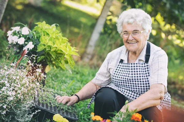 Portrait of happy senior woman while planting flowers