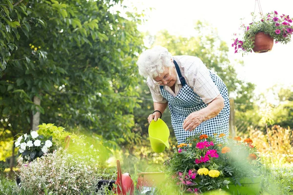 Plant care and gardening. Happy woman watering plant flowers. Woman care and grow flowers in garden.