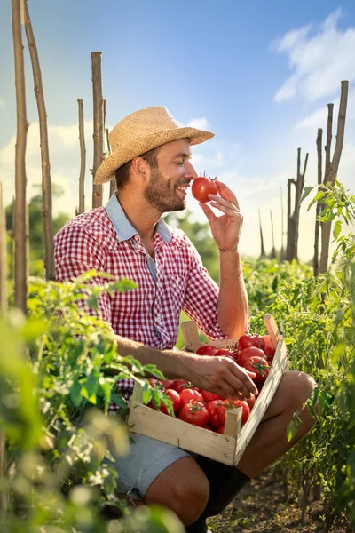 Boer Ruikt Verse Oogsttomaat Zijn Biologische Boerderij Biologisch Het Beste — Stockfoto