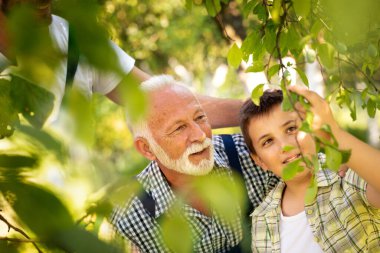 Büyükbaba toruna meyve bahçesi bahşişlerini ve numaralarını öğretiyor. Yaşlı ve Genç. Torunu olan yaşlı bir adamın meyve bahçesinde çalışması kavramı.