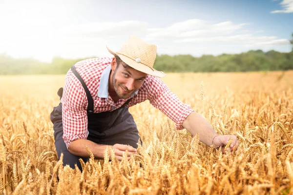 Trabajadores Agrícolas Jóvenes Que Examinan Campo Los Cultivos Trigo — Foto de Stock