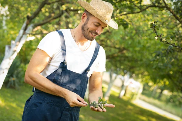 Farmer Orchard Take Care Fruits Controlling Presence Insects Leaves — Stock Photo, Image