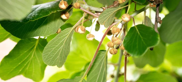Pupeny Kiwi Ovoce Větvi Jarní Speciál Protože Jsou Květu Relativně — Stock fotografie