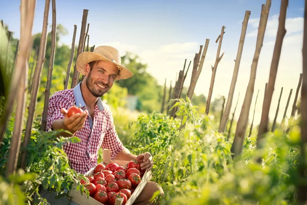Farma Ekologiczna Uśmiechnięty Rolnik Pomidorami Świeży Produkt Mojej Hodowli Warzyw — Zdjęcie stockowe