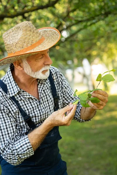 Starszy Mężczyzna Kontrolujący Zdrowie Drzewa Owocowego Sadzie — Zdjęcie stockowe