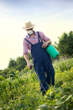 Çiftçiler sebze tarlalarına böcek ilacı ve bitki öldürücüleri püskürtüyor..