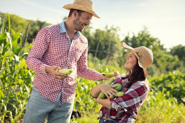 Kabak hasadı. Organik sebzeler. Genç çiftçiler birlikte çalışıyor. 