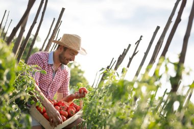 Çiftlik işçisi bahçeden domates topluyor.