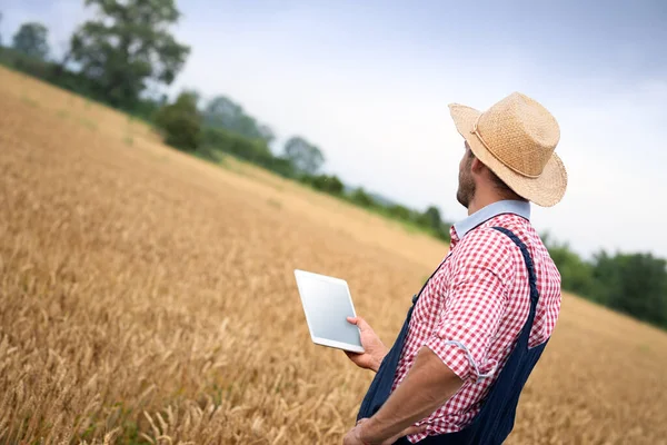 Landwirt Untersucht Weizenfeld Status Mit Digitalem Tablet — Stockfoto