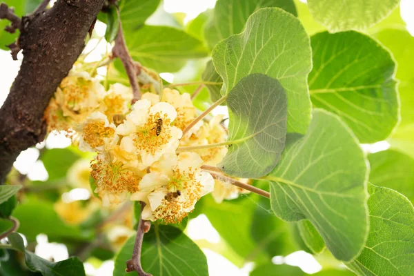 Kvetoucí Kiwi Ovocná Rostlina Včelami — Stock fotografie