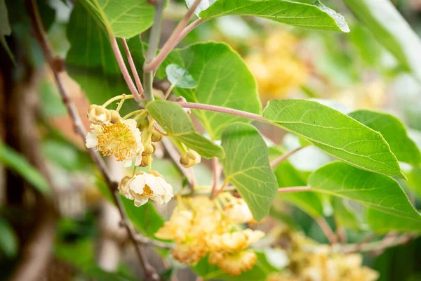 Árboles Florecientes Kiwi Viñas Con Flores Primavera Patadas —  Fotos de Stock