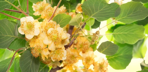 Actinidia Planta Kiwi Resistente Con Flores —  Fotos de Stock