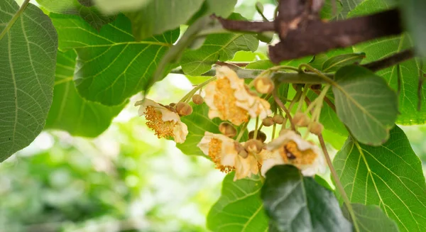 Árbol Flores Frutales Kiwi Jardín —  Fotos de Stock