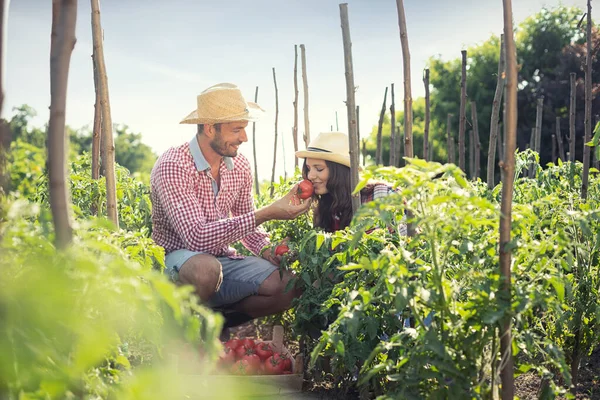 Couple of farmers harvesting tomatoes,  check the ripeness of tomatoes over smell