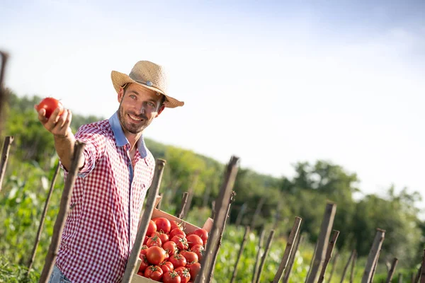 Pekerja Laki Laki Yang Percaya Diri Memegang Tomat Segar Dalam — Stok Foto