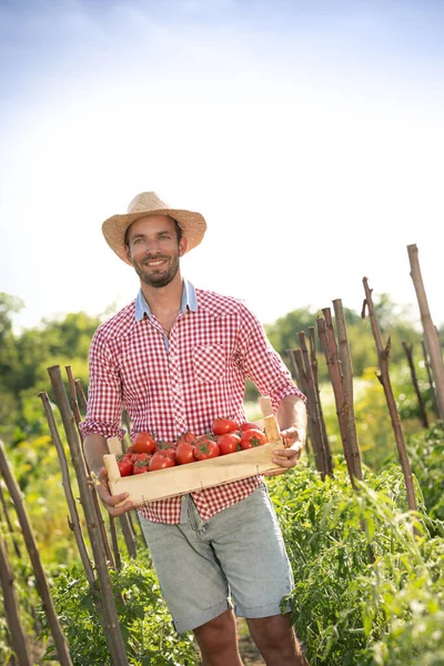 Rolnicy Trzymający Świeże Pomidory Zdrowa Żywność Ekologiczna — Zdjęcie stockowe