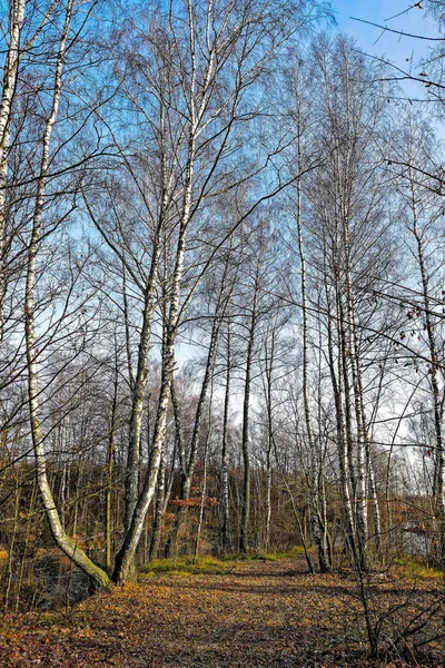 Sonbaharın sonlarında ormanda. Rus manzarası. Kasım 2019 — Stok fotoğraf