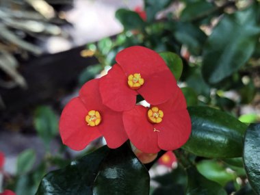 Gerolds Thornless (Euphorbia geroldii), Crown of Thns veya Wolfsmilch
