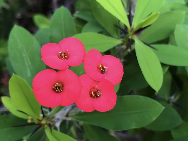 Crown Thorns Euphorbia Milii Christ Plant Christ Thorn Corona Cristo — Stock Photo, Image