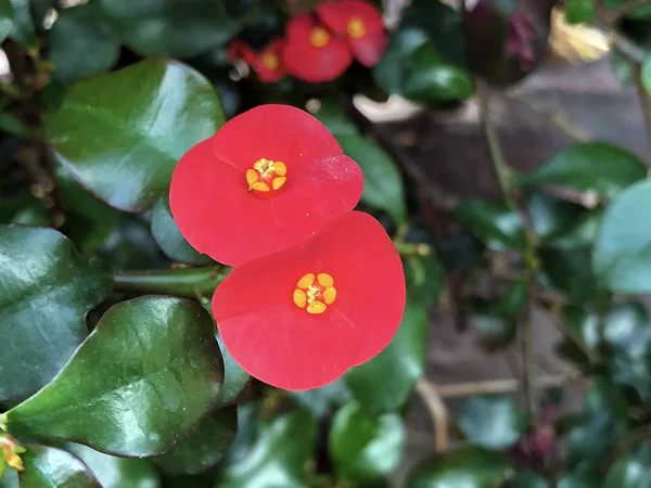 Gerolds Thornless Euphorbia Geroldii Crown Thorns Wolfsmilch — Stock Photo, Image