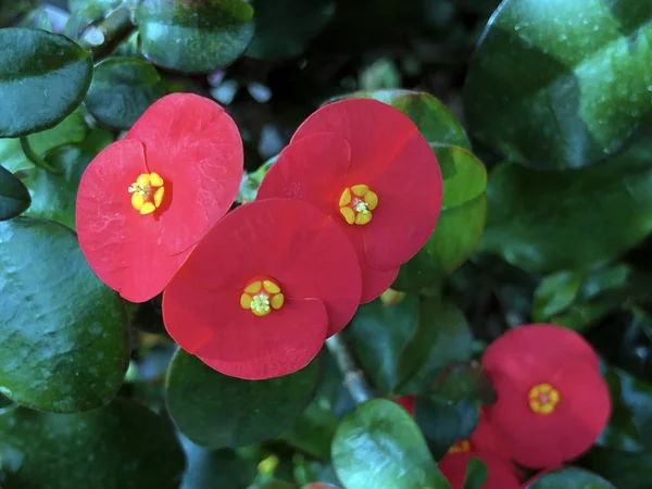 Gerolds Thornless Euphorbia Geroldii Crown Thorns Wolfsmilch — Stock Photo, Image