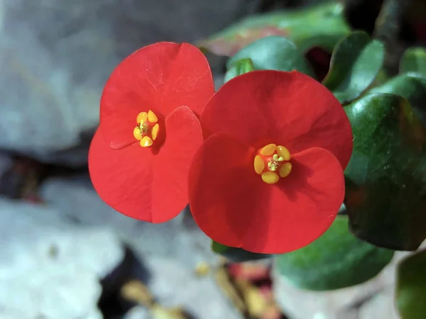 Gerolds Thornless Euphorbia Geroldii Crown Thorns Wolfsmilch — Stock Photo, Image