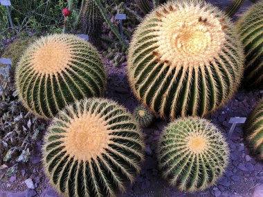 Altın fıçı kaktüs (Echinocactus grusonii), Altın top, kayınvalidenin yastığı, Goldkugelkaktus, Schwiegermuttersitz, Der Schwiegermuttersitz oder Schwiegermutterstuhl