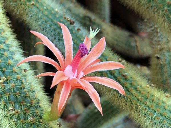 Altın fare kuyruğu (Kliistocactus Winteri) veya Fare kuyruğu kaktüsü