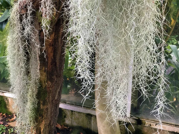 İspanyol yosunu (Tillandsia usneoides), Greisenbart, Feenhaar, Cabello de hadas, Louisianamoos oder Spanisches Moos