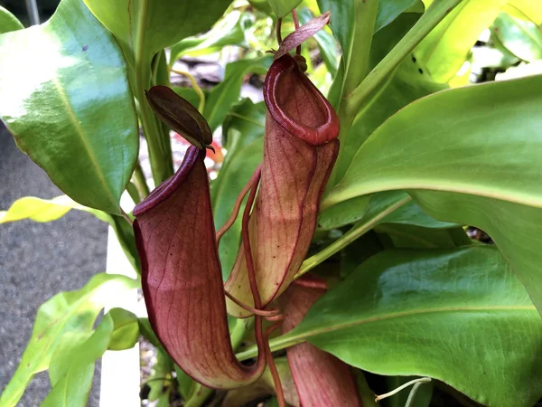Genel bataklık sürahi-bitkisi (Nepenthes mirabilis), Wunderliche Kannenpflanze